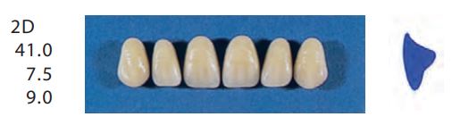 2D-A2U ANTERIOR SENATOR TEETH | Oraltec